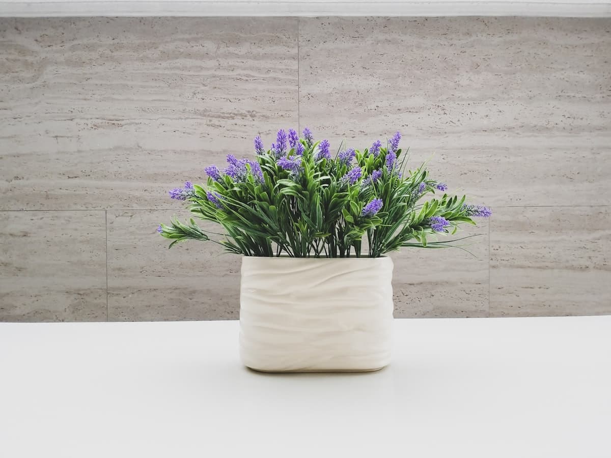 Muda de lavanda florida em vaso pequeno sob luz natural